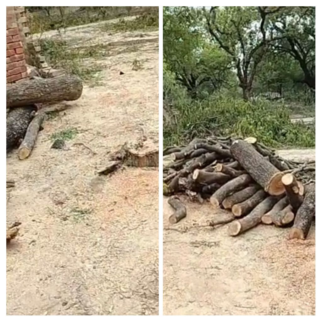 हरे पेड़ों पर चल रही आरा,जिम्मेदार अधिकारी मौन! आखिर किसके संरक्षण में हो रहा अवैध कटान?